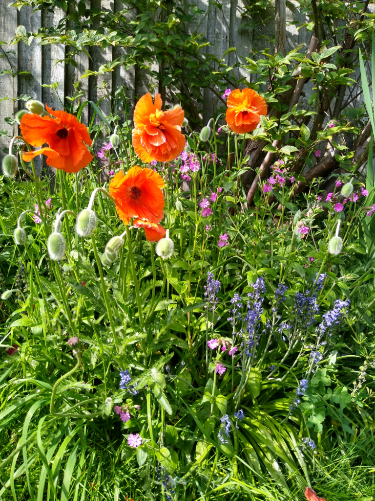 Close-up of colourful flowers in bloom