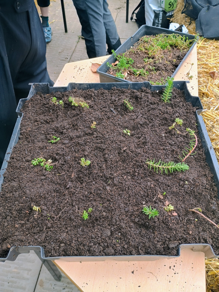 Plants arranged in a tray during a practical learning activity